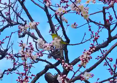 湯島天満宮(東京都)