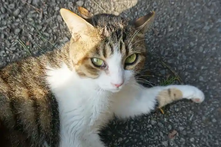 唐澤山神社の動物