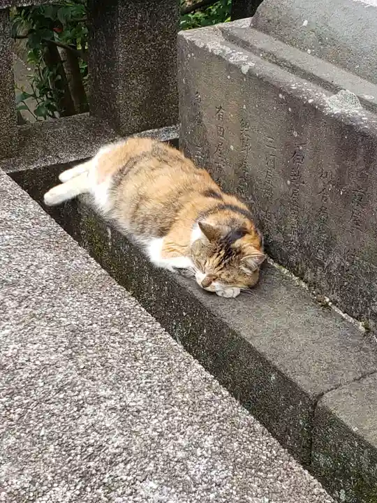 江島神社の動物