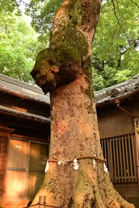 氷川女體神社(埼玉県)