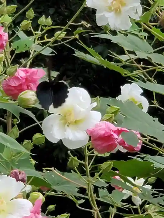 沙沙貴神社の自然
