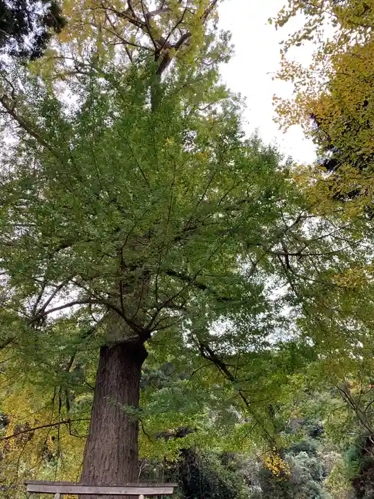 大六神社の自然