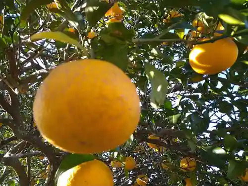 素盞嗚神社(静岡県)