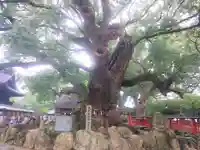 宇美八幡宮の自然