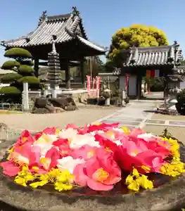 真言宗 善通寺派 薬王寺(香川県)(2022年04月09日(土) 13時53分15秒投稿)