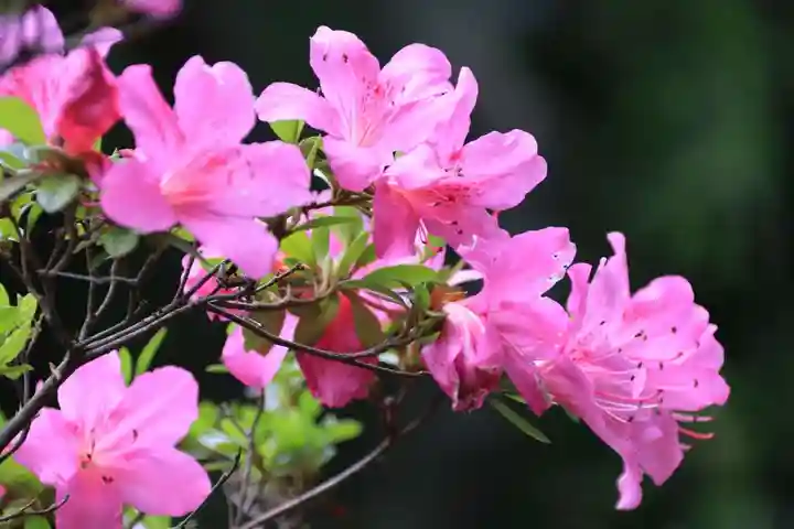 大六天麻王神社の庭園