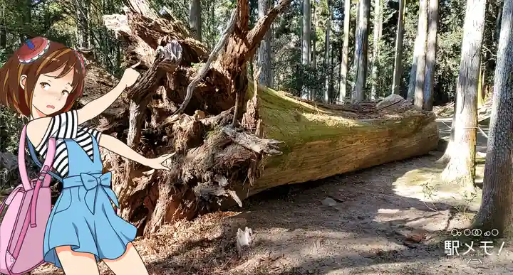 春日大社の自然