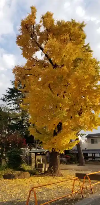 大曽根八幡神社の自然