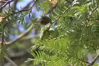 国宝 大法寺の自然