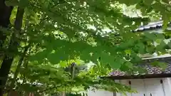 梨木神社の自然