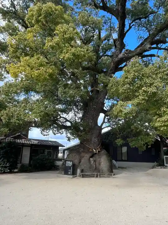 糸碕神社(広島県)