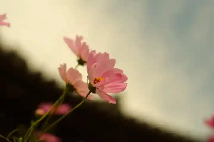 般若寺 ❁コスモス寺❁(奈良県)