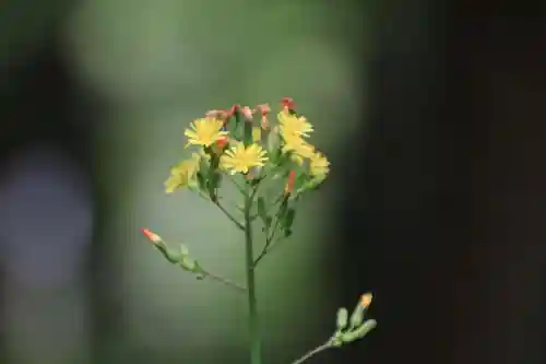 鹿島大神宮の自然