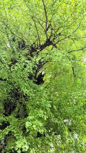 飛木稲荷神社の自然