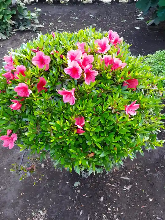 伏木香取神社の自然