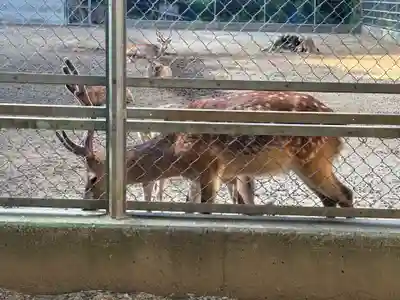 鹿島神宮の動物