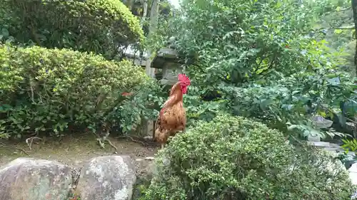 石上神宮の動物