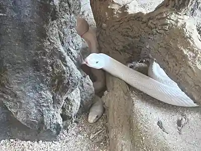 赤水蛇石神社(熊本県)