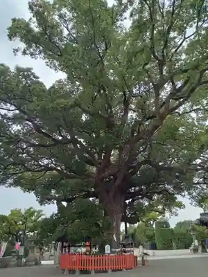 百舌鳥八幡宮(大阪府)