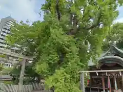 白山神社の自然