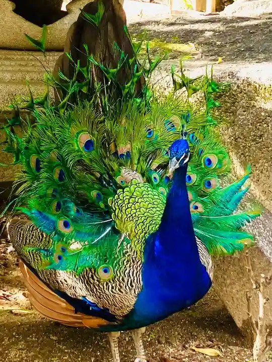 楽法寺(雨引観音)の動物