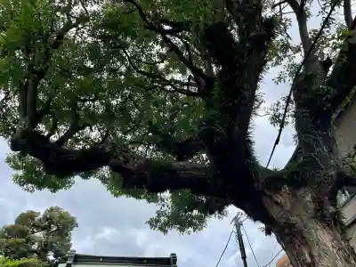 子神社(神奈川県)