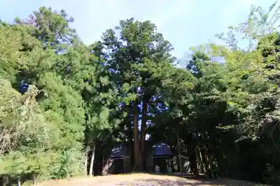 諏訪神社の自然