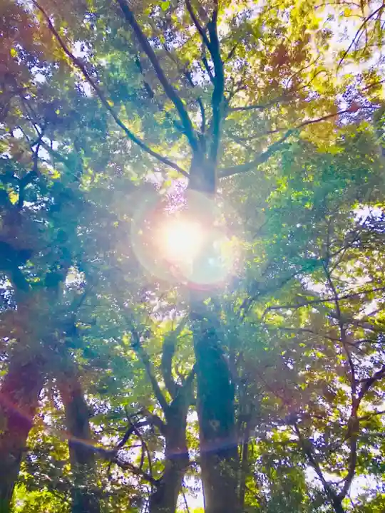 成田熊野神社の自然