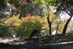 春日大社の動物