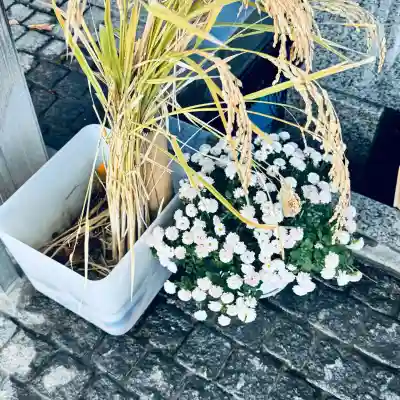 川越八幡宮(埼玉県)