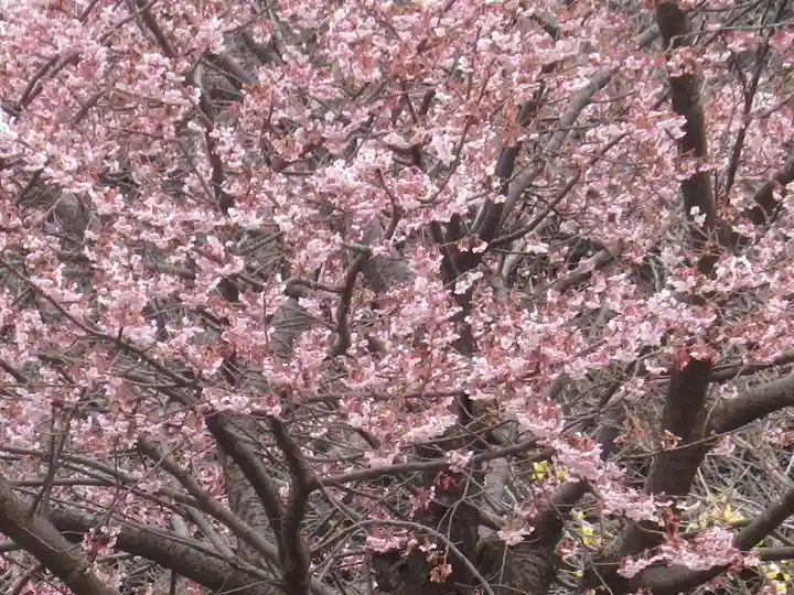 鶴岡八幡宮の自然