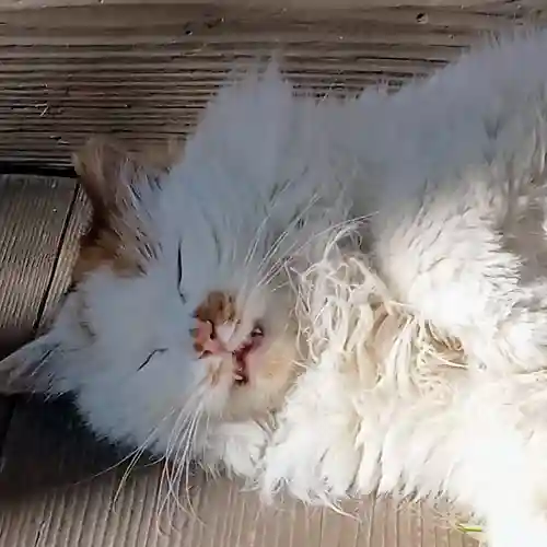 阿邪訶根神社の動物