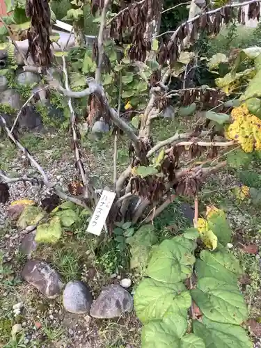 嫰桂山 久昌寺の自然