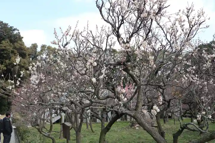 道明寺天満宮の自然
