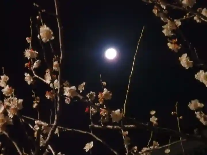亀戸天神社の自然