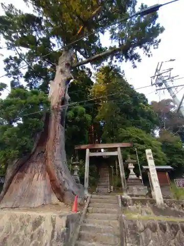 杉本神明神社(愛知県)