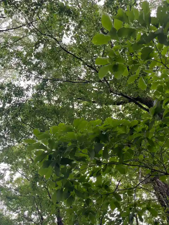 賀茂別雷神社(栃木県)