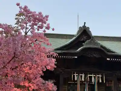 桜神宮の{uncategorized: "未分類", other: "その他", undefined: "問題あり", building: "その他建物", grave: "お墓", sacred_gate: "鳥居", guardian: "狛犬", statue: "像", buddha: "仏像", history: "歴史", nature: "自然", garden: "庭園", animal: "動物", pagoda: "塔", temizu: "手水舎", mountain_gate: "山門・神門", sanctuary: "本殿・本堂", subordinate: "末社・摂社", art: "芸術", scenery: "景色", jizo: "地蔵", ema: "絵馬", goshuin: "御朱印", omikuji: "おみくじ", items: "授与品その他", amulet: "お守り", goshuincho: "御朱印帳", eats: "食事", festival: "お祭り", votive_dance: "神楽", shichigosan: "七五三参", wedding: "結婚式", experience: "体験その他", initially: "初詣", around: "周辺", anti_infection: "感染症対策"}