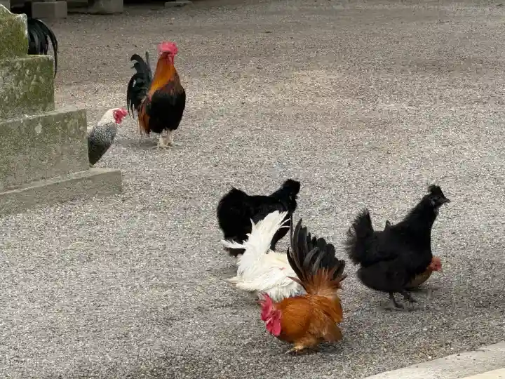 石上神宮の{uncategorized: "未分類", other: "その他", undefined: "問題あり", building: "その他建物", grave: "お墓", sacred_gate: "鳥居", guardian: "狛犬", statue: "像", buddha: "仏像", history: "歴史", nature: "自然", garden: "庭園", animal: "動物", pagoda: "塔", temizu: "手水舎", mountain_gate: "山門・神門", sanctuary: "本殿・本堂", subordinate: "末社・摂社", art: "芸術", scenery: "景色", jizo: "地蔵", ema: "絵馬", goshuin: "御朱印", omikuji: "おみくじ", items: "授与品その他", amulet: "お守り", goshuincho: "御朱印帳", eats: "食事", festival: "お祭り", votive_dance: "神楽", shichigosan: "七五三参", wedding: "結婚式", experience: "体験その他", initially: "初詣", around: "周辺", anti_infection: "感染症対策"}