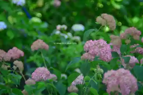 三室戸寺(京都府)