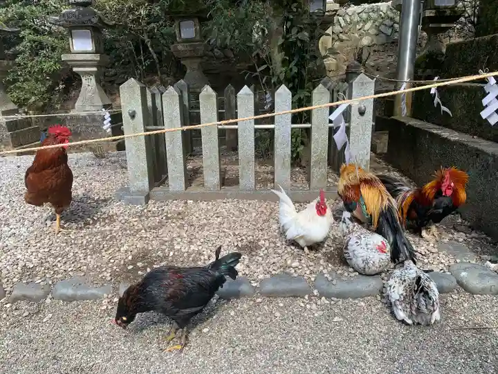 石上神宮の動物