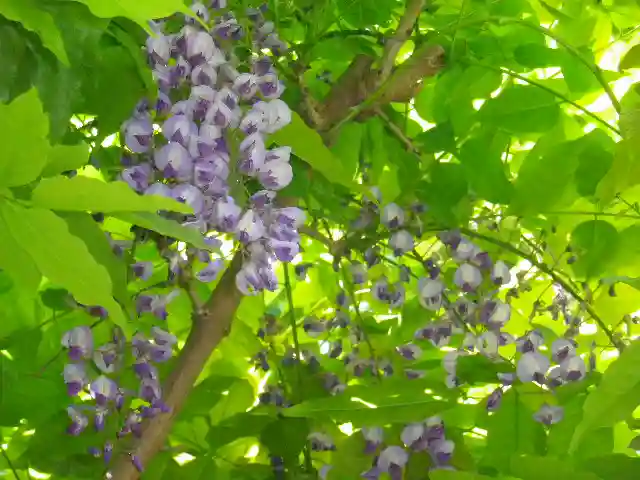 安國論寺(安国論寺)の自然