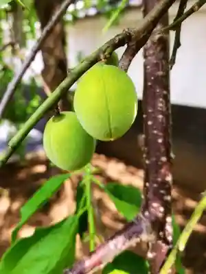 圓照寺(東京都)