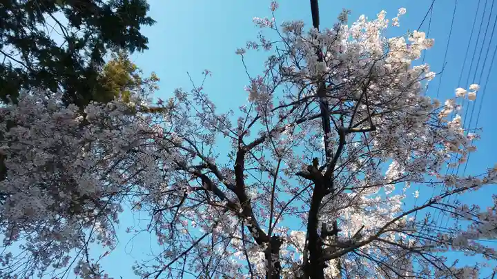 伊豆神社の自然