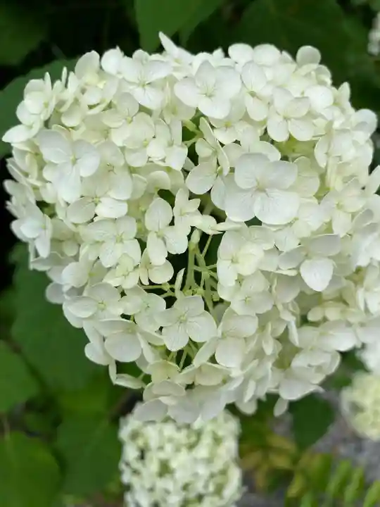 松尾大社の自然