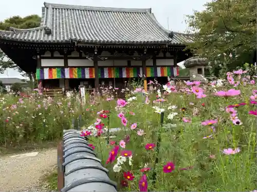 般若寺 ❁﻿コスモス寺❁(奈良県)