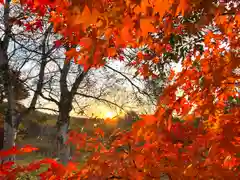 山家神社奥宮の自然