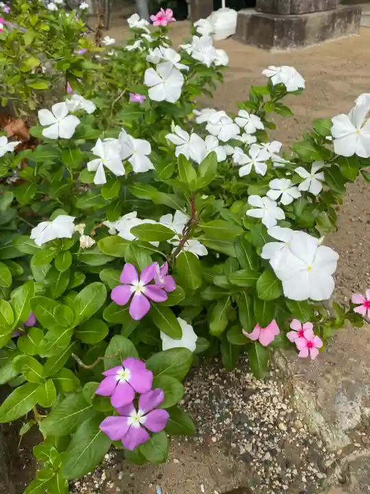 椿ノ海 水神社(千葉県)