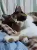 舞優魅