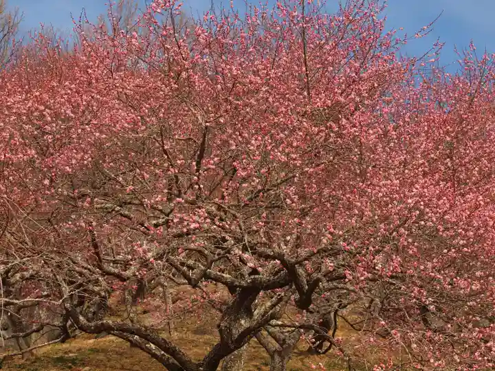 筑波山神社(茨城県)